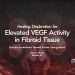 Highly vascularized uterine fibroid nodules within uterine wall representing elevated VEGF activity in fibroid tissue (vascular endothelial growth factor upregulation)