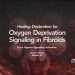 Uterine fibroid masses within uterine muscle representing oxygen deprivation signaling in fibroids (local hypoxia signaling activation) and oxygen-deprivation response